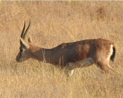 Desert National Park Guide DNP packages Desert National packages