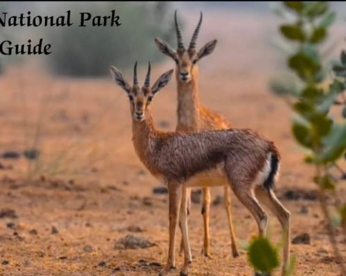 Desert National Park Guide DNP packages Desert National packages